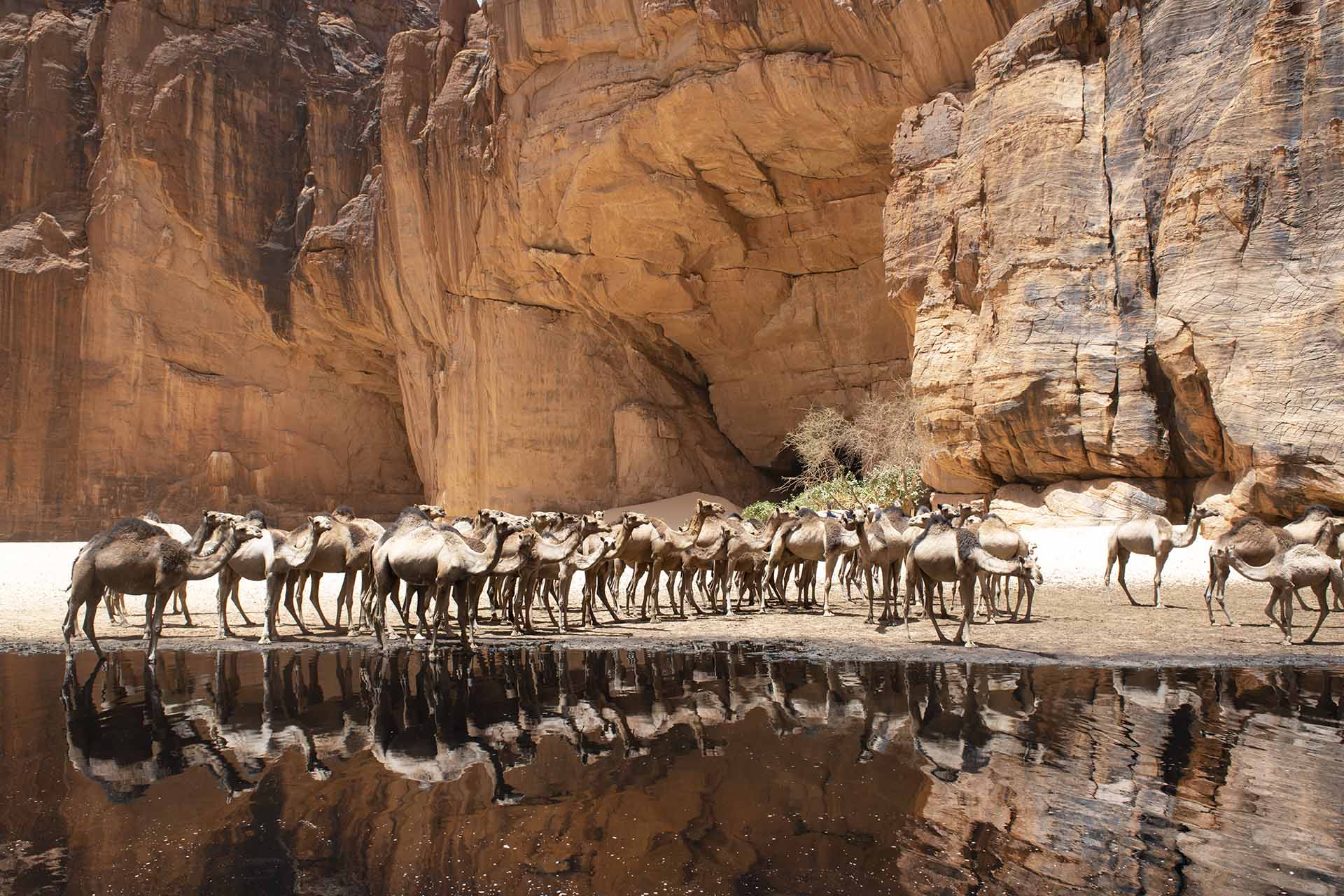 tsjaad ennedi guilta _d archei kamelen 7609ahb web.jpg